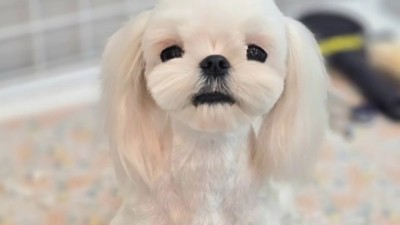 시지동 애견미용실 신규고객 할인