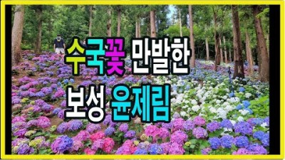 수국축제 편백나무 숲에 만발한 수국꽃전남 보성군 겸백면